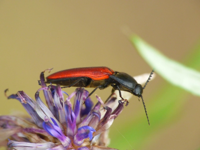Ampedus