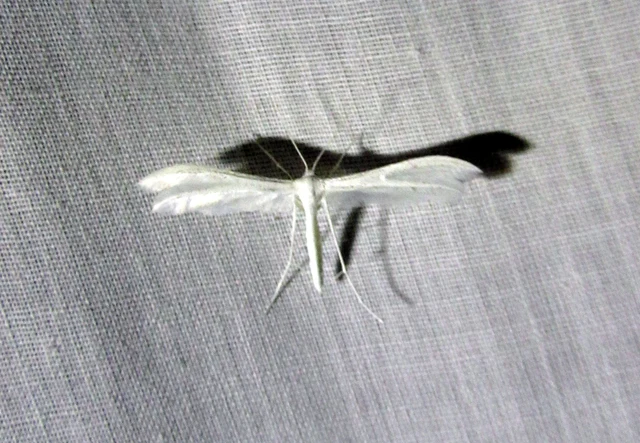 Pterophorus pentadactyla - fehér tollasmoly