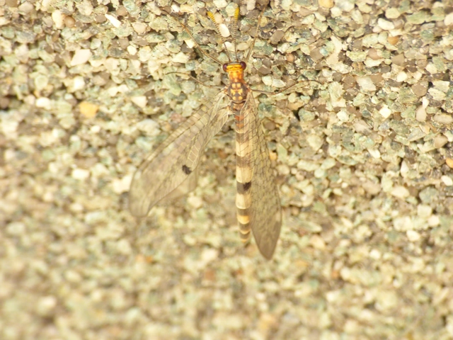 Megistopus flavicornis - kétfoltos hangyaleső