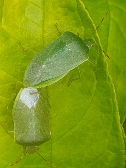 Nezara viridula - zöld vándorpoloska