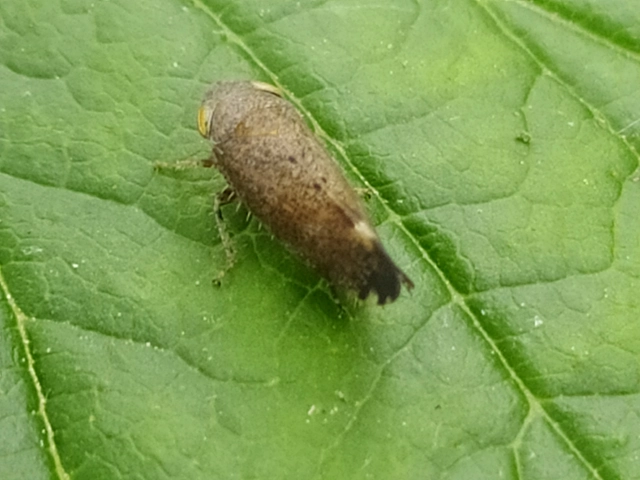 Fieberiella