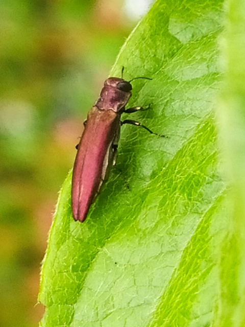 Agrilus sinuatus - galagonya-karcsúdíszbogár