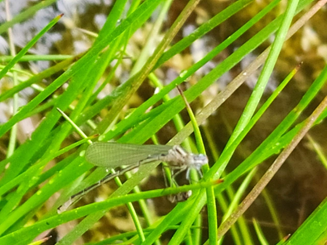 Coenagrion pulchellum - karcsú légivadász