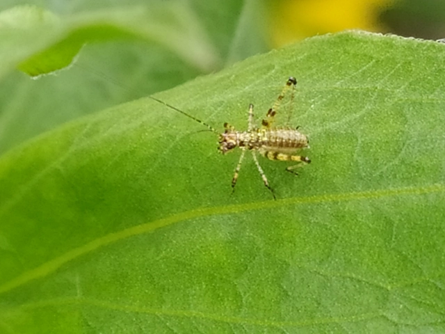 Phaneroptera