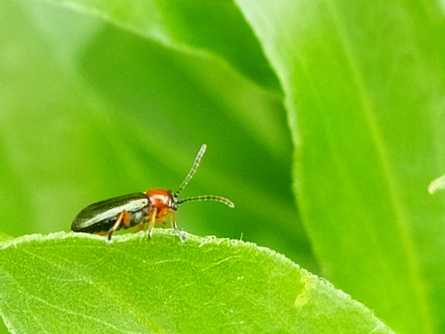 Oulema melanopus/duftschmidi