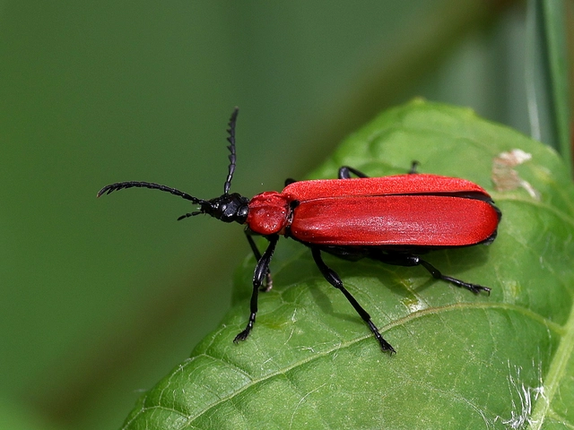 Pyrochroa coccinea - nagy bíborbogár
