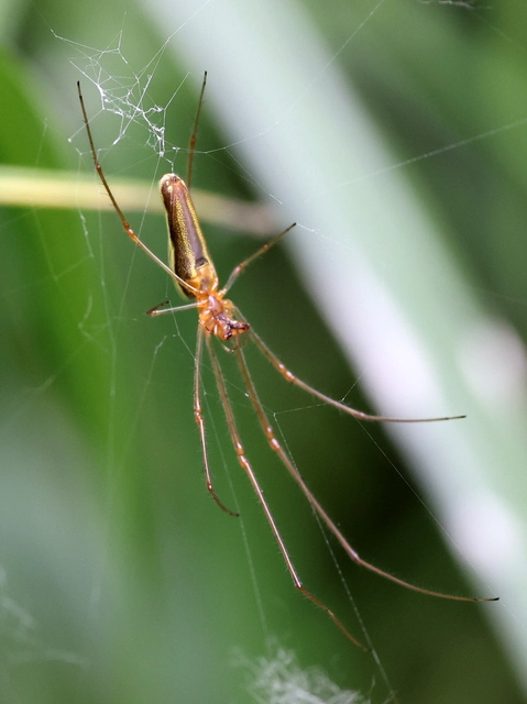 Tetragnatha