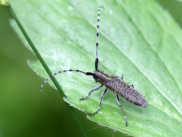Agapanthia villosoviridescens - fehérgyűrűs bogáncscincér