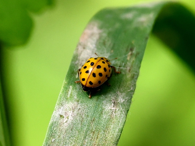 Psyllobora vigintiduopunctata - huszonkétpettyes katica