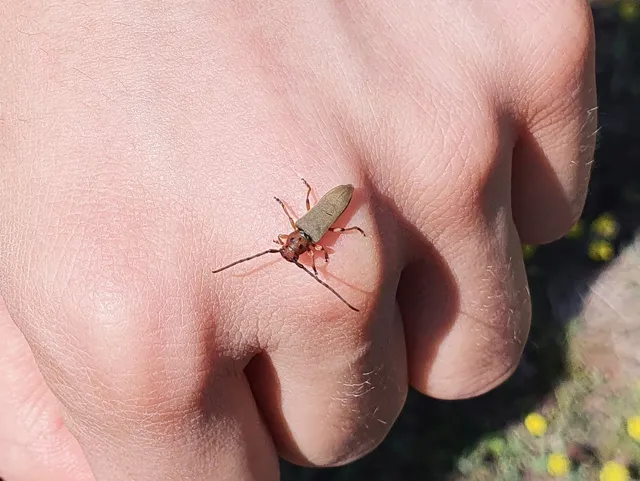 Phytoecia argus - árgusszemű cincér