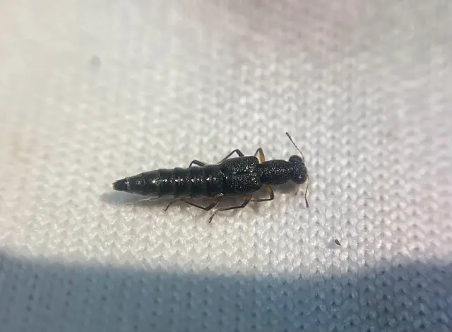 Stenus cicindeloides - patakjáró szemesholyva