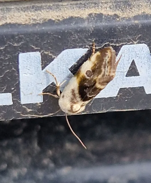 Ponometia candefacta - parlagfűbagoly