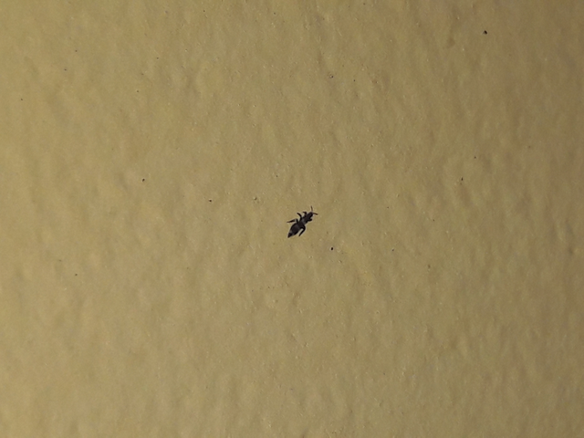 Collembola - Ugróvillások