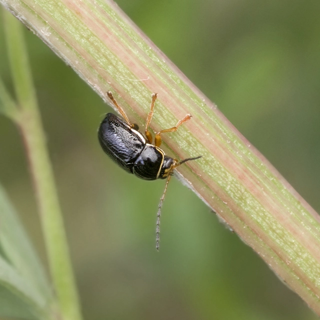 Cryptocephalus bameuli/flavipes