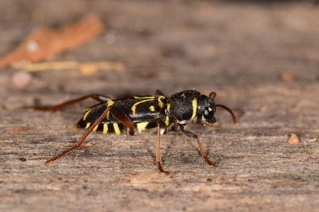 Xylotrechus antilope - fürge darázscincér