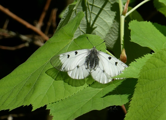 Parnassius mnemosyne - kis apollólepke
