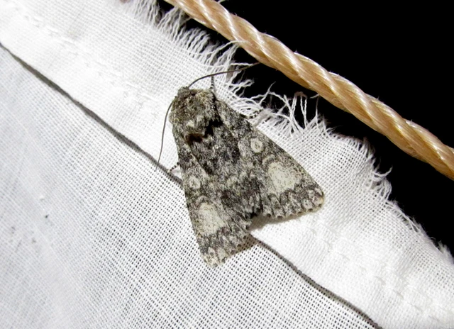 Acronicta megacephala - nagyfejű szigonyosbagoly