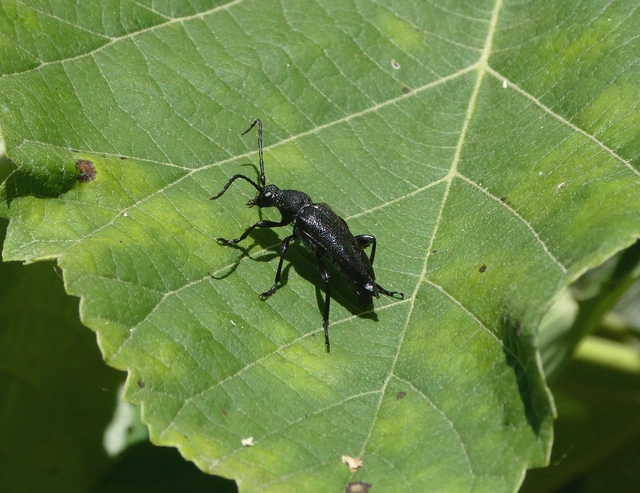 Stictoleptura scutellata - hegyi virágcincér