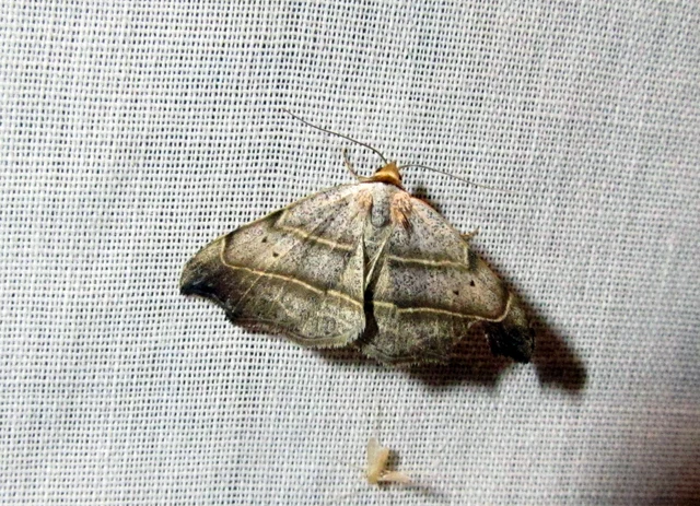 Laspeyria flexula - zuzmóbagoly