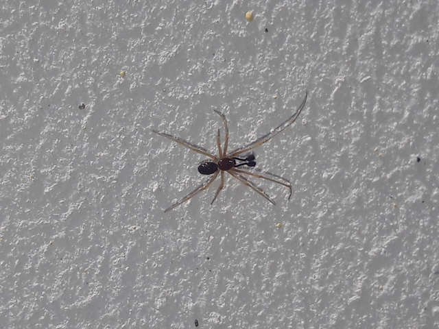 Neottiura bimaculata - dudva törpepók