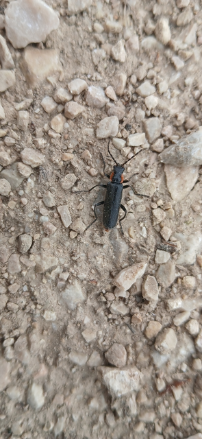 Cantharis