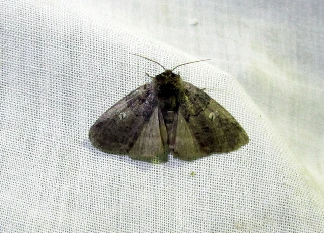 Tethea or - bélyeges pihésszövő