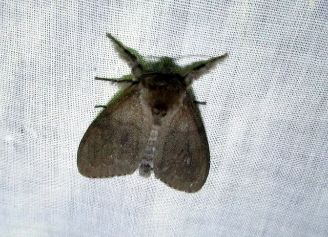 Calliteara pudibunda - hamvasszövő