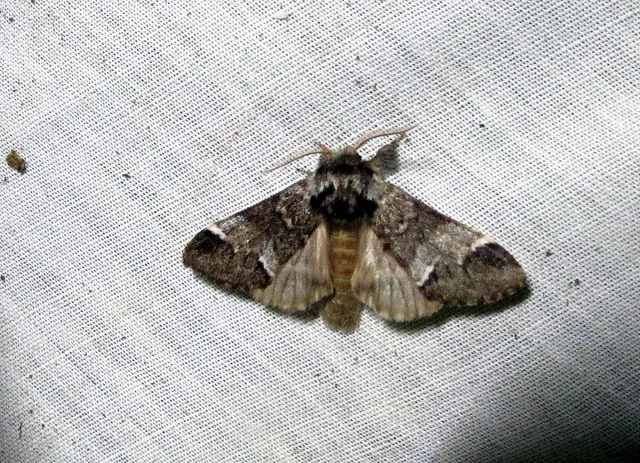 Drymonia dodonea - bélyeges púposszövő