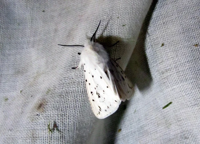Spilosoma lubricipedum - tejszínű medvelepke