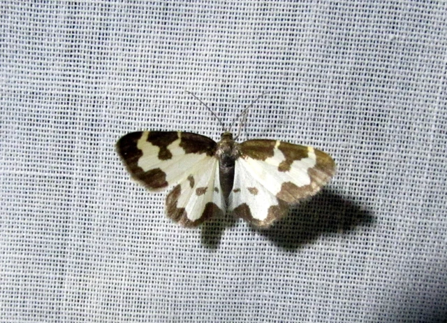 Lomaspilis marginata - szegélyes nyárfaaraszoló Lomaspilis marginata - szegélyes nyárfaaraszoló