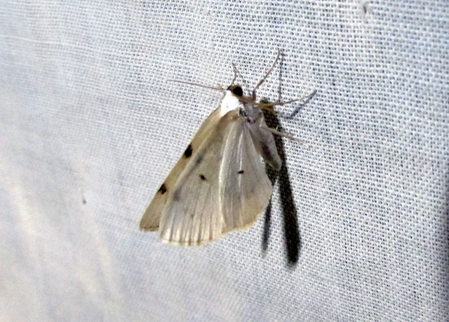 Lomographa bimaculata - kétpontos fehéraraszoló