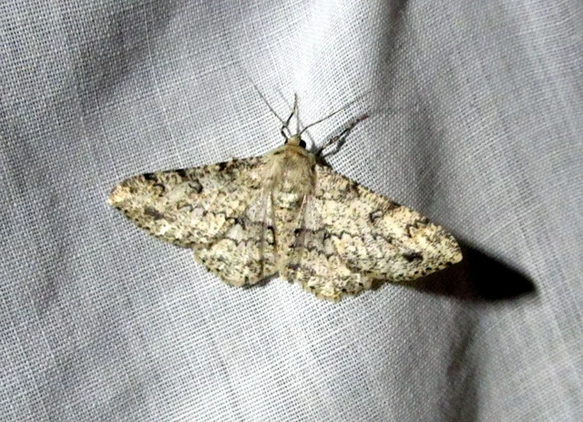 Ascotis selenaria - holdas faaraszoló