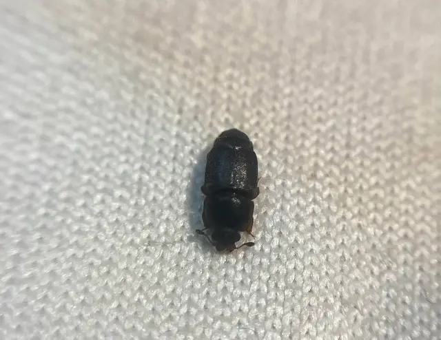 Urophorus humeralis - vállfoltos gyümölcsfénybogár Urophorus humeralis - vállfoltos gyümölcsfénybogár