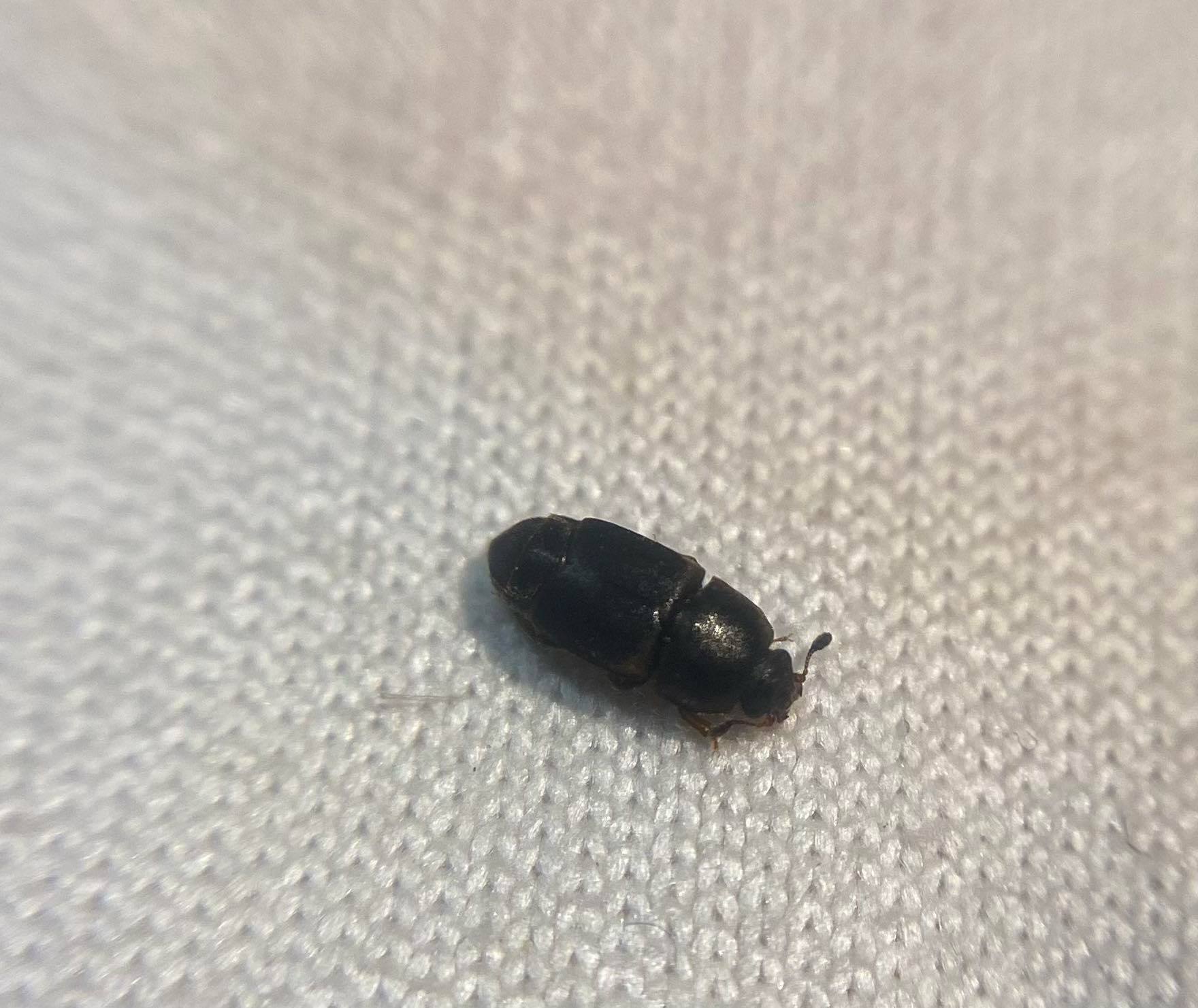 Urophorus humeralis - vállfoltos gyümölcsfénybogár