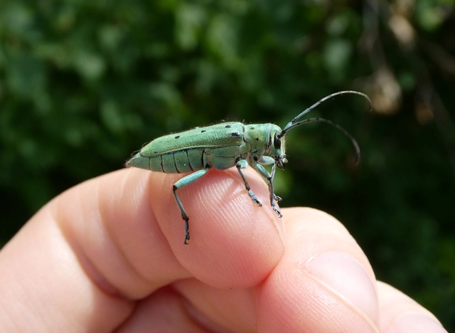 Saperda octopunctata - nyolcpontos cincér