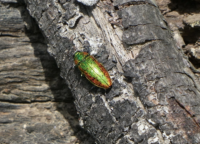 Lamprodila rutilans - hársfa-tarkadíszbogár Lamprodila rutilans - hársfa-tarkadíszbogár