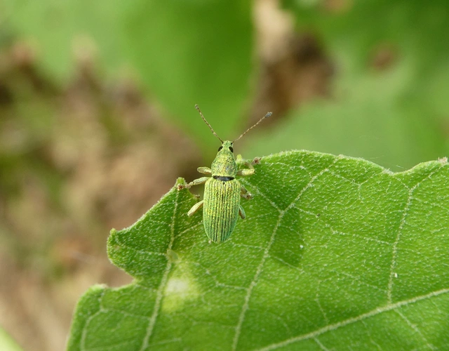 Polydrusus formosus - selymes lombormányos