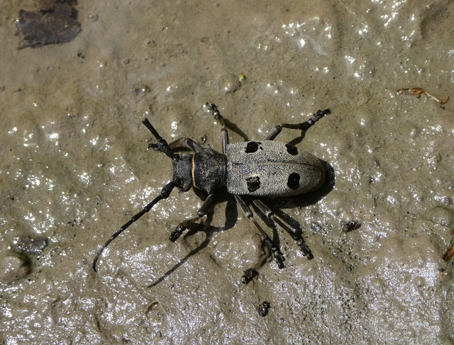 Morimus asper funereus - gyászcincér