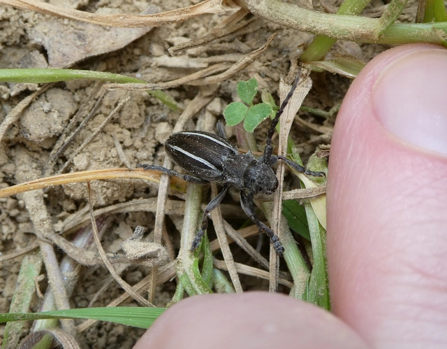 Neodorcadion bilineatum - kétsávos földicincér