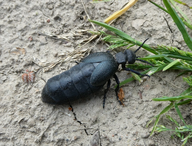 Meloe cicatricosus - óriásnünüke