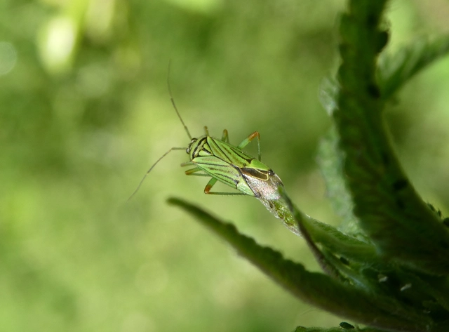Mermitelocerus schmidtii