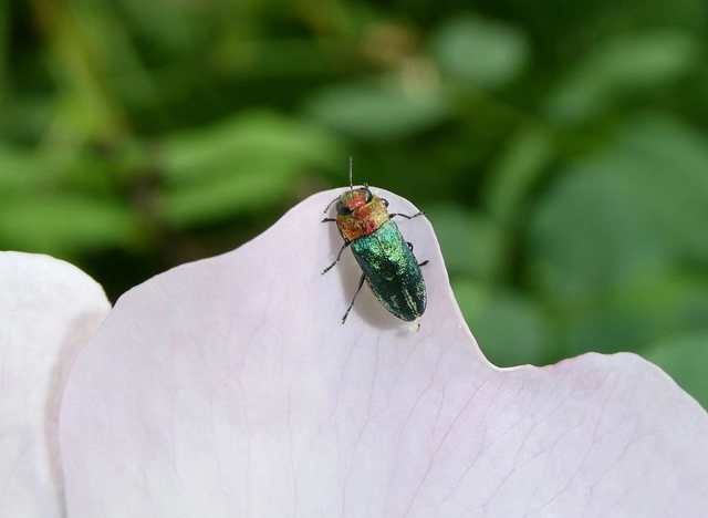 Anthaxia nitidula - ragyogó virágdíszbogár