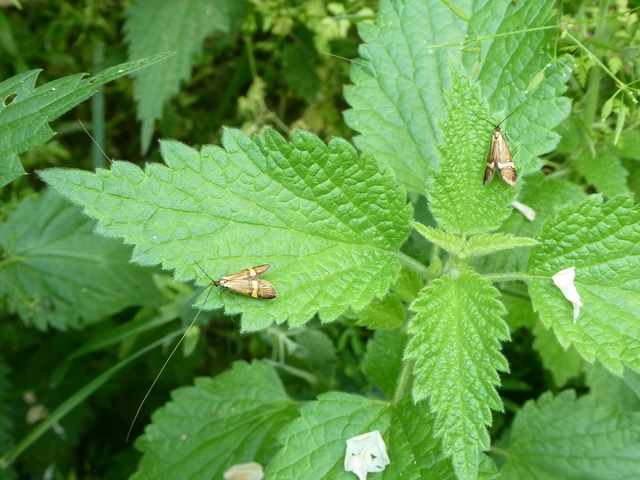 Nemophora degeerella - pompás tőrösmoly