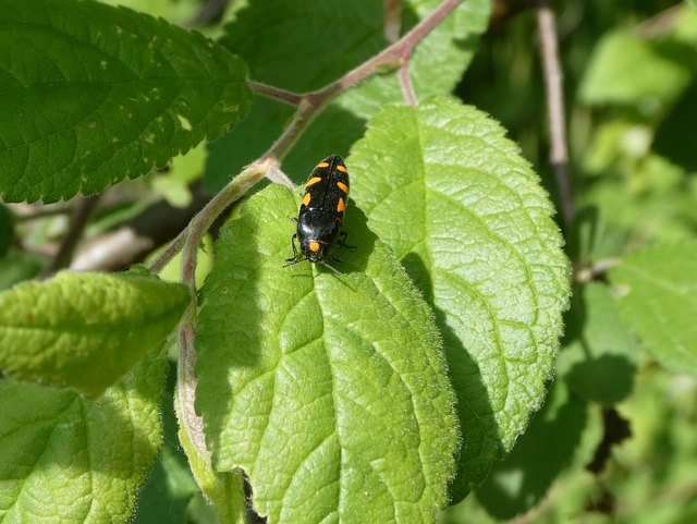 Ptosima undecimmaculata - sárgafoltos díszbogár