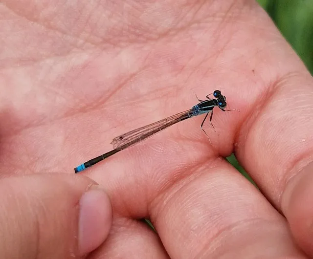Ischnura pumilio - apró légivadász