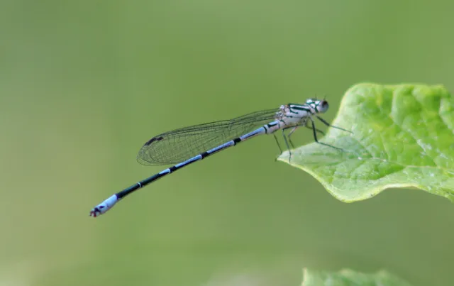 Coenagrion puella - azúrkék légivadász
