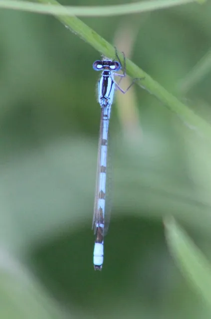 Enallagma cyathigerum - kéksávos légivadász