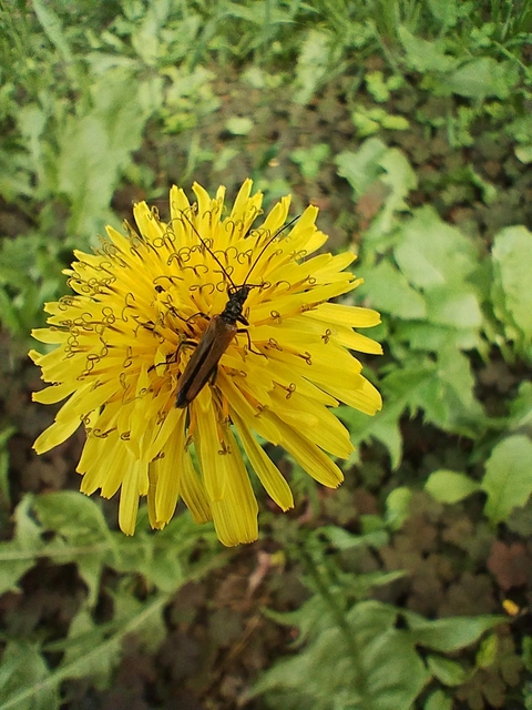Oedemera femorata - sárgahátú álcincér