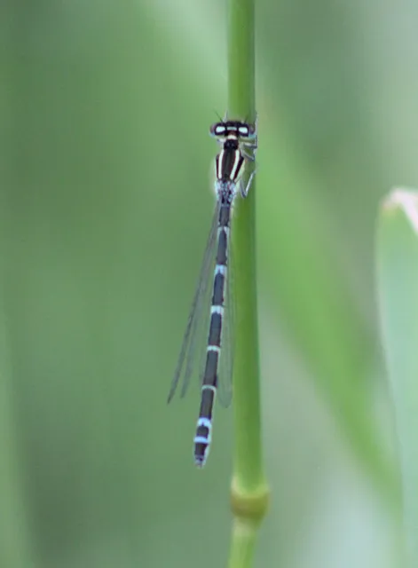 Coenagrion scitulum - mediterrán légivadász