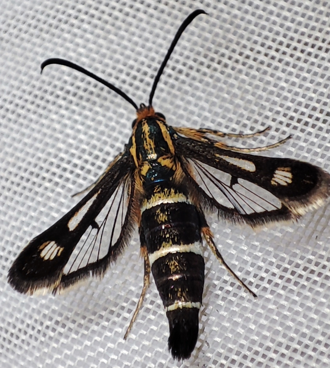 Chamaesphecia astatiformis - farkasfűtej-szitkár